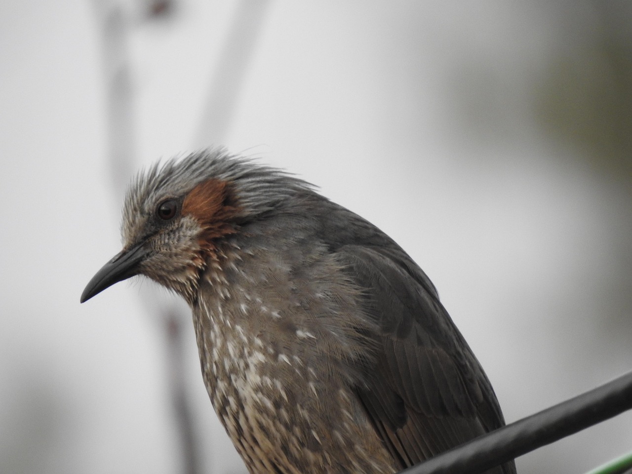 포스코 퓨처 엠 주식